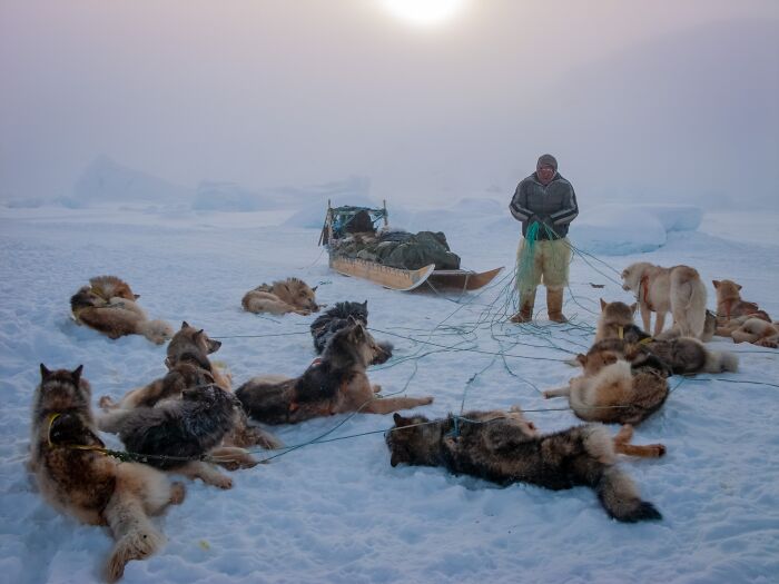 A musher with a team of sled dogs rests on a vast snowy plain, a captivating pet photography awards image.