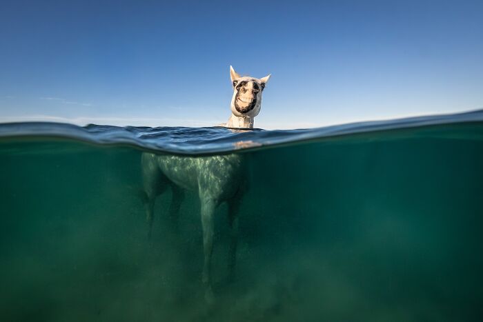 A white horse with a goofy smile, half submerged in blue-green water, for the International Pet Photography Awards.
