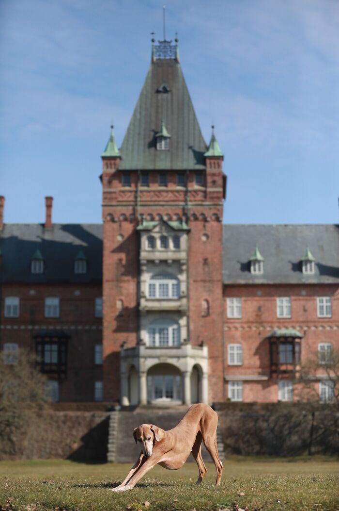 A graceful dog stretching on grass in front of a grand castle, an award-winning pet photography image.