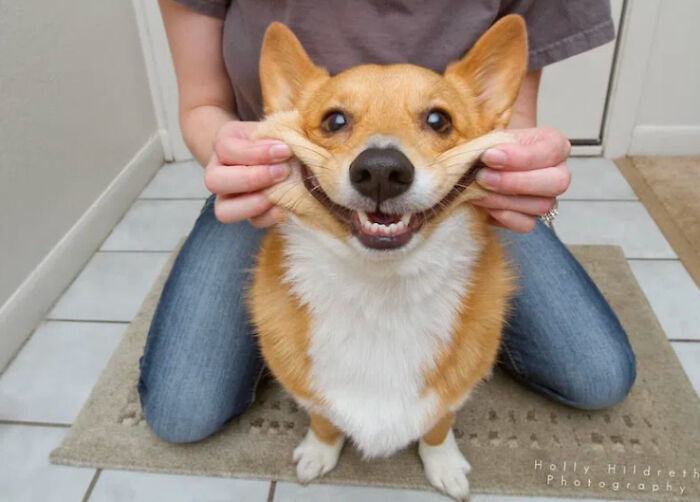 A funny animal photo of a person stretching a corgi's cheeks into a wide, happy smile.