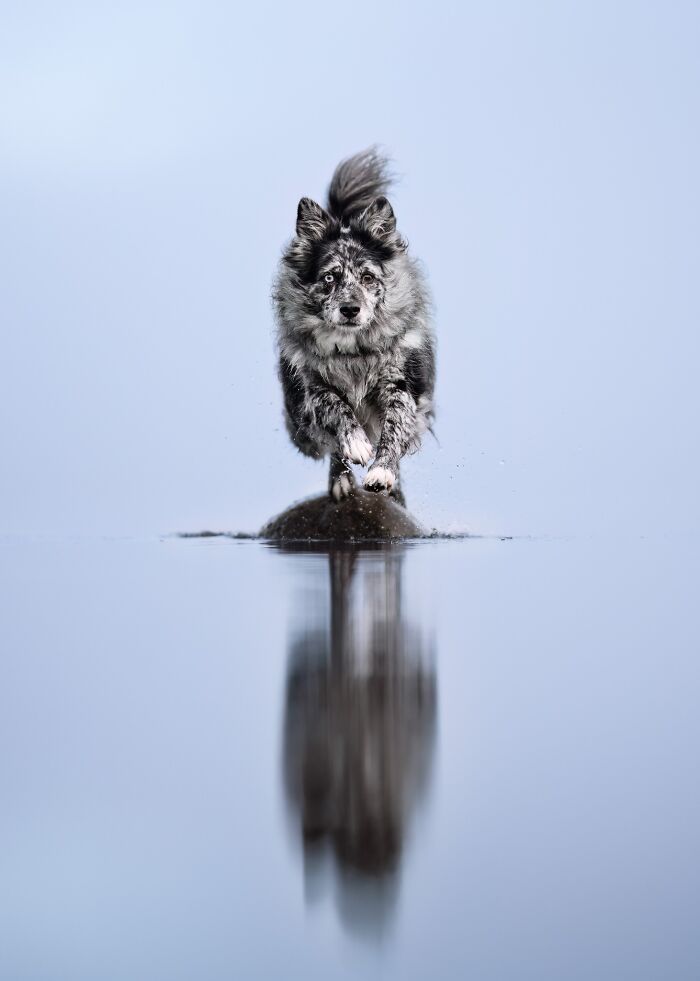 A black and white dog with different colored eyes running on a rock in shallow water, reflecting on the surface, from pet photography awards.