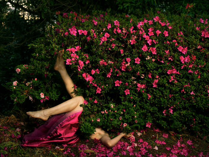 Surreal photos of a person's legs and arm emerging from a vibrant pink flowering bush, with fallen petals.