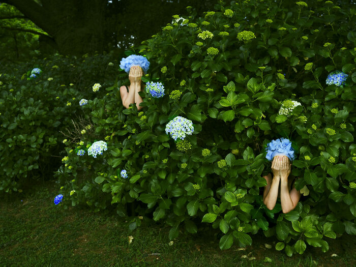Surreal photos of two figures with blue hydrangea flower heads covering their faces, hidden within green foliage.