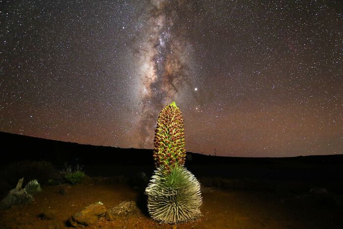 Night color photos from reFocus contest, depicting a unique plant under a clear Milky Way sky.