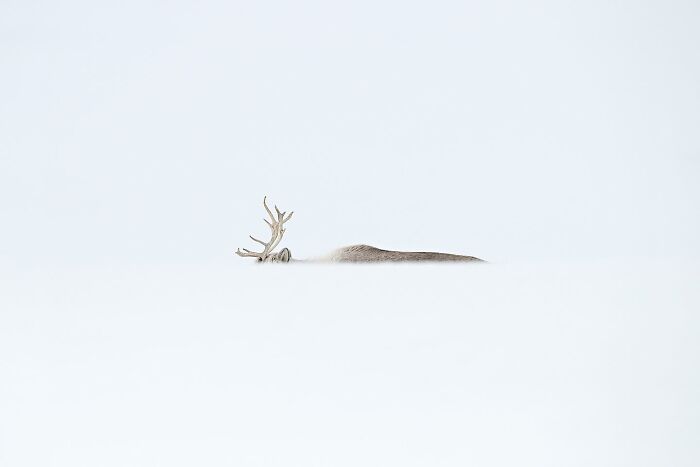Remarkable color photos from the reFocus Contest: a reindeer emerging from deep snow.