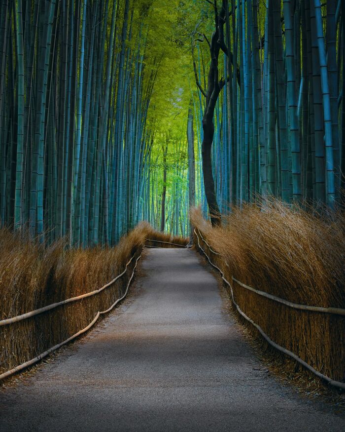 Remarkable color photos from the reFocus Contest: a path through a vibrant bamboo forest.