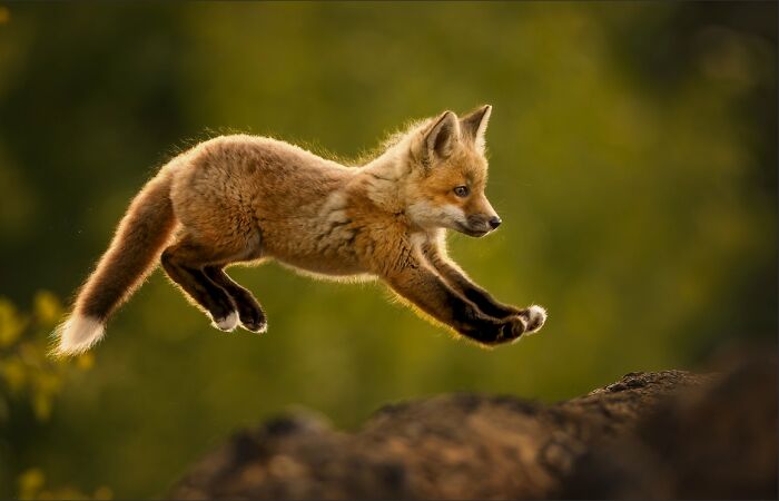Remarkable color photos from the reFocus Contest: a playful fox cub leaping through the air.