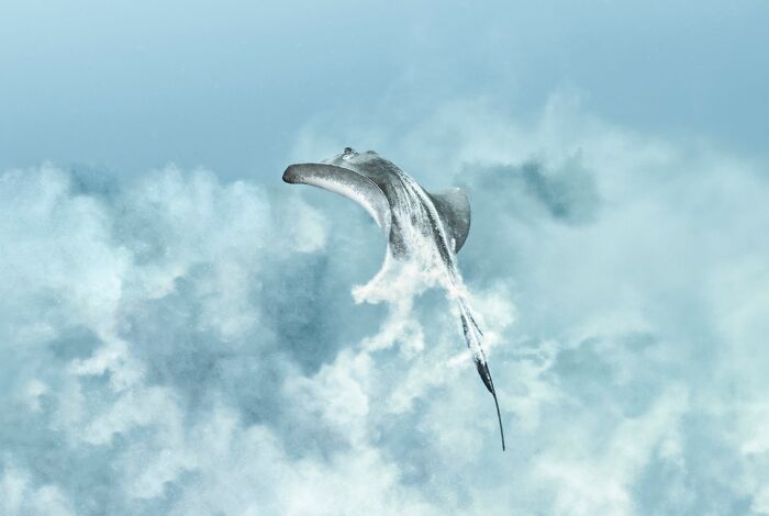 An artistic color photo capturing the world: a stingray appearing to fly through a cloudy, light blue sky.