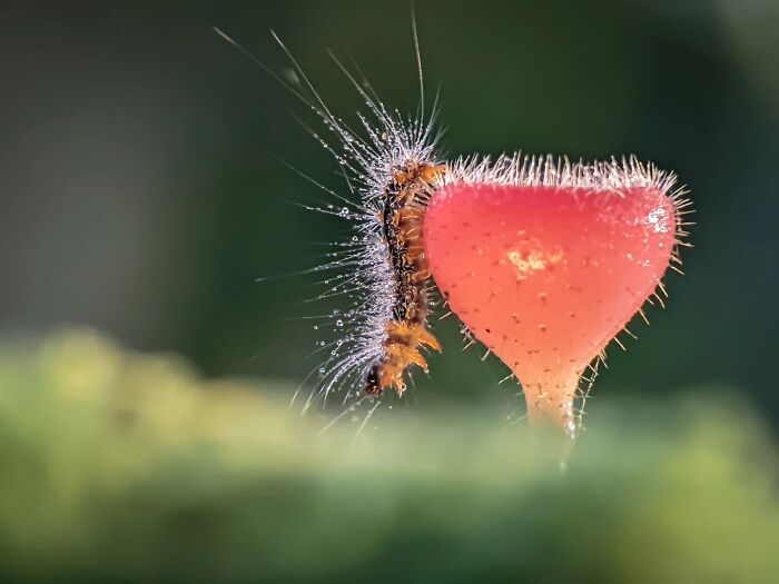 Incredibly detailed insect photo of a hairy caterpillar next to a red cup fungus, captured with a smartphone.