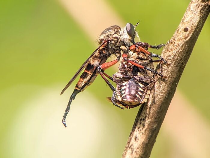 Detailed insect photo of a robber fly holding its prey, a smaller insect, while perched on a dry branch, taken with a smartphone.