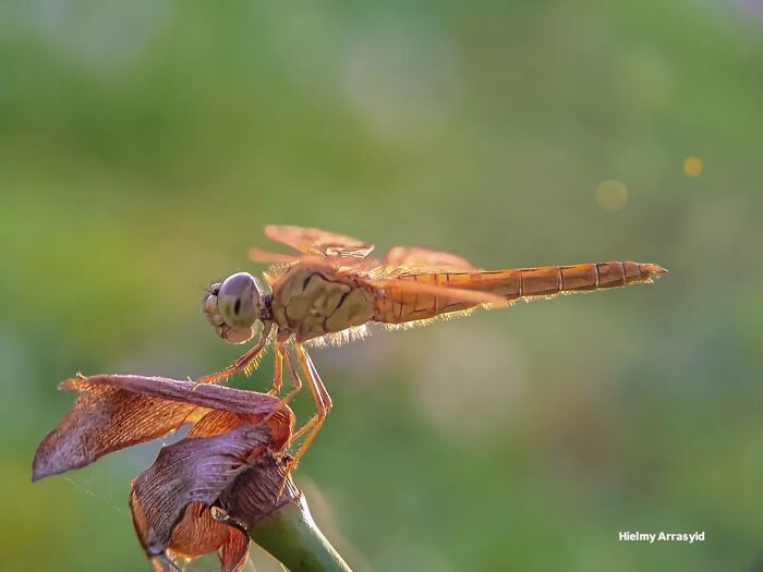 Detailed insect photo of a delicate brown dragonfly perched on a withered plant stem with a soft green background, captured with a smartphone.