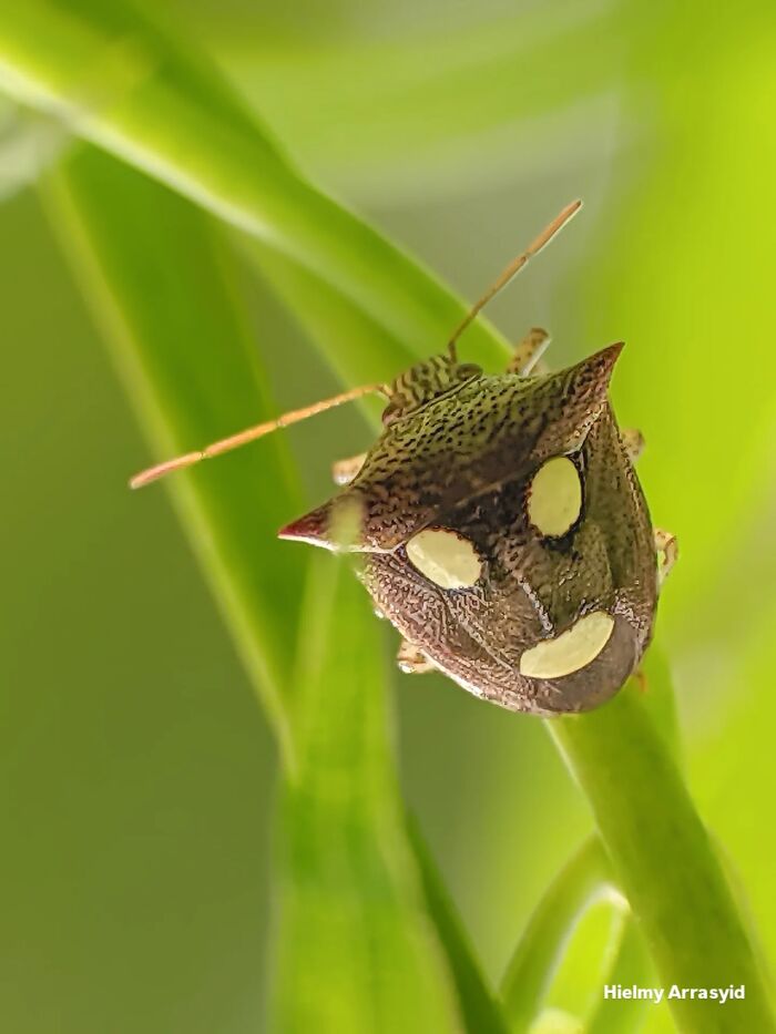 Detailed insect photo of a unique brown and white bug resembling a shield, clinging to a green plant, shot with a smartphone.