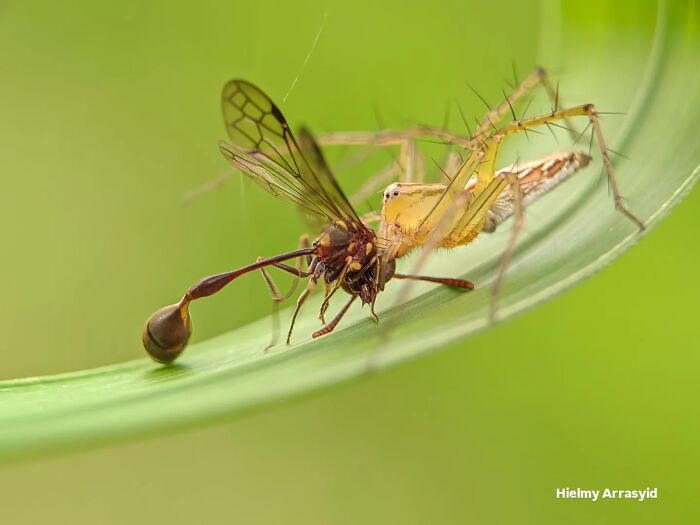 Detailed insect photo of a spider preying on a winged insect, both on a thin green leaf, taken with a smartphone.