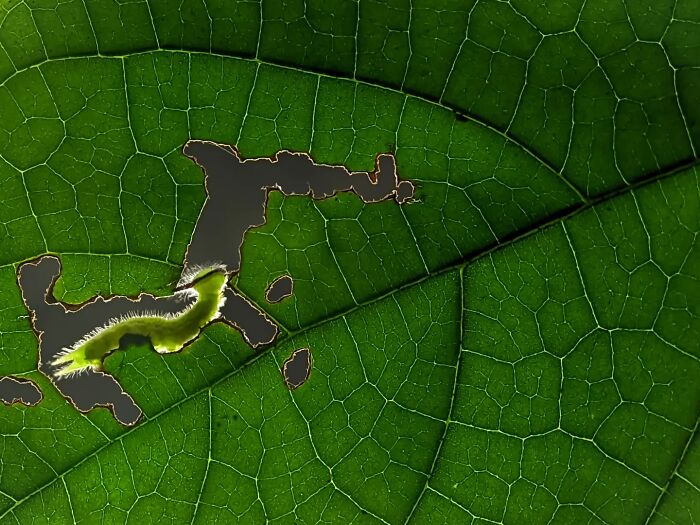 Detailed insect photo of a small green caterpillar eating a hole in a vibrant green leaf, captured with a smartphone.