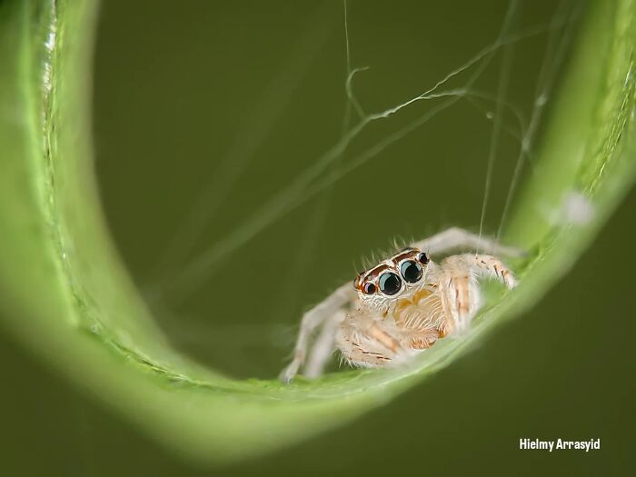 Detailed insect photos of a tiny jumping spider with large eyes peeking from a rolled green leaf, captured with a smartphone.