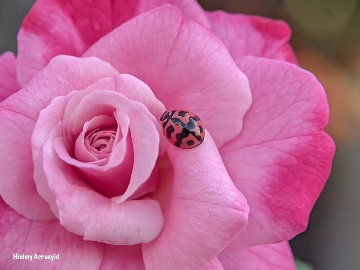 Detailed insect photos of a ladybug with black spots on a pink rose, captured with a smartphone.
