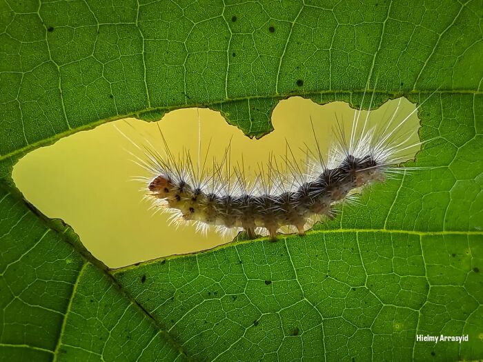 Detailed insect photos of a fuzzy caterpillar eating a hole in a green leaf, captured with a smartphone.