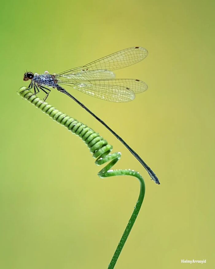 Detailed insect photos of a delicate damselfly perched on a curly green vine captured with a smartphone.