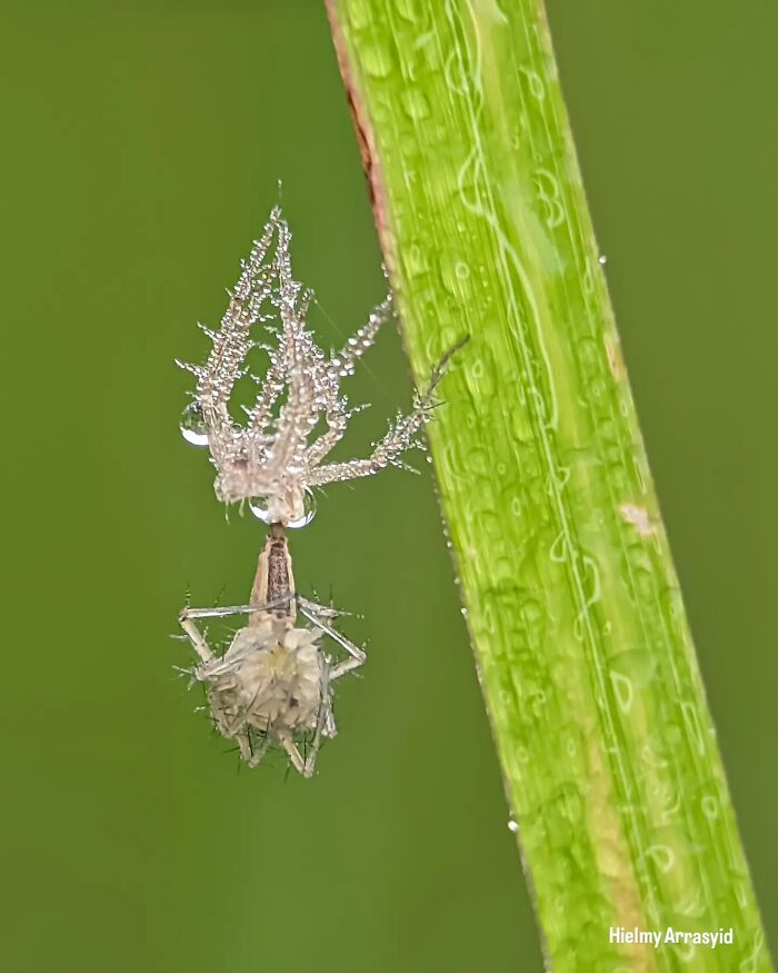 Detailed insect photos of a spider covered in dew drops on a green leaf captured with a smartphone.