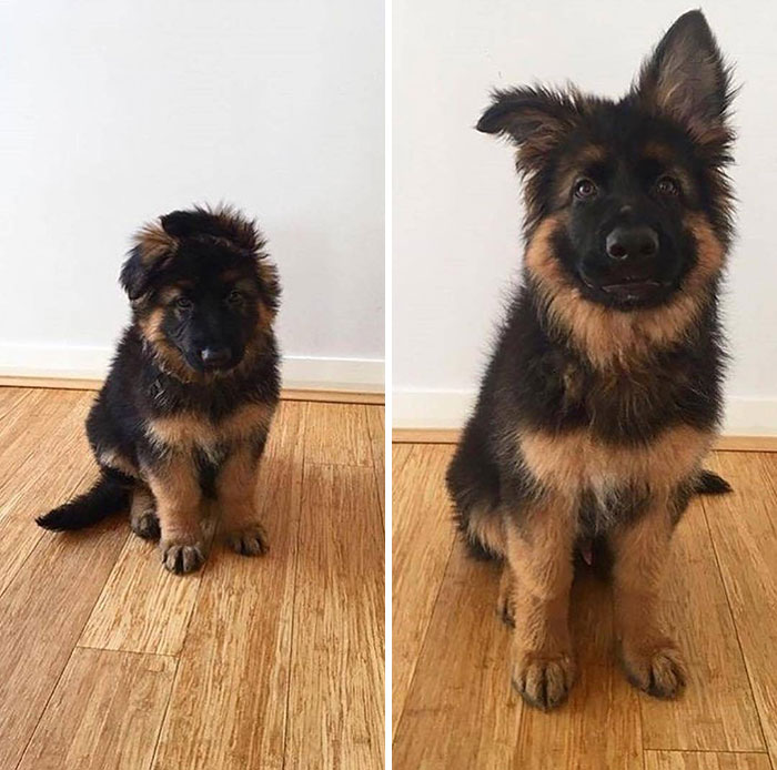 Adorable animal pics: A young German Shepherd puppy transforms from tiny to larger with one ear up, sitting on a wooden floor.
