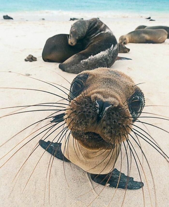 Adorable animal pics: A close-up of a sea lion pup with whiskers on a sandy beach, other sea lions blurred in the background.