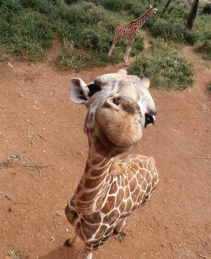 Adorable animal pics: A giraffe with a long neck and spotted fur looks directly at the camera with a curious expression.