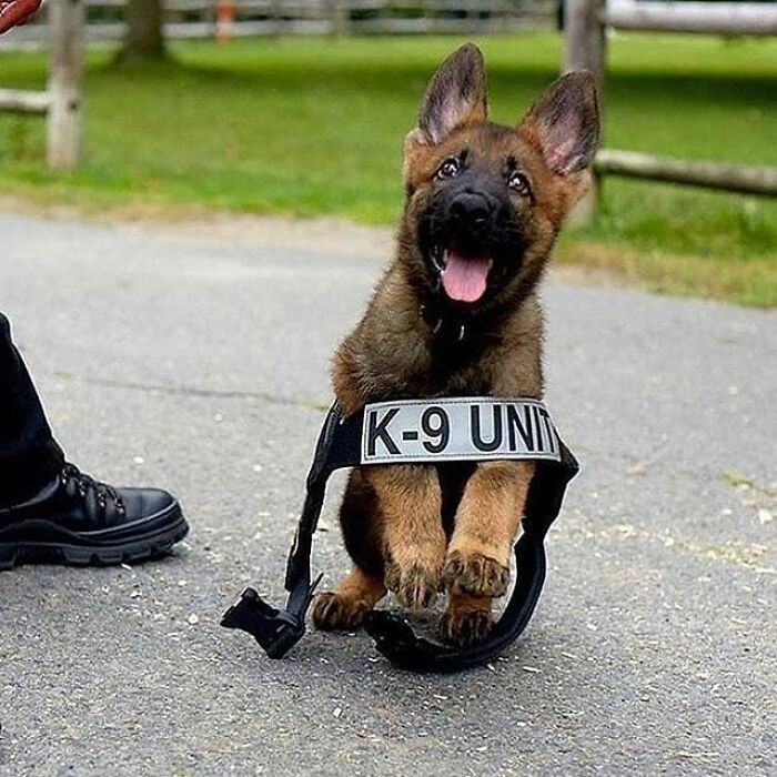 A small German Shepherd puppy wearing a K-9 UNIT harness, a cute animal pic.
