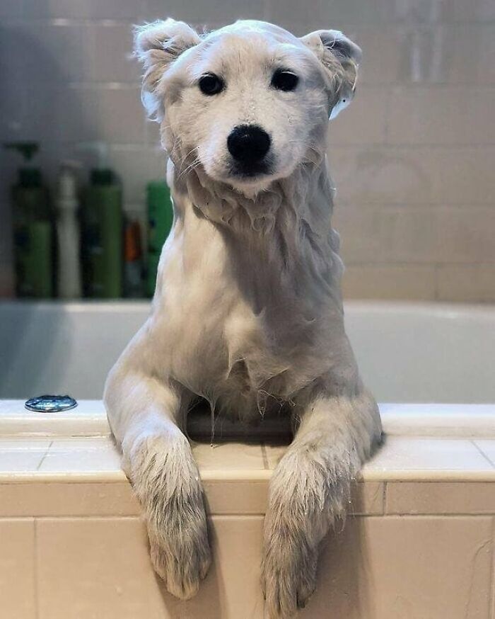 A cute white dog looking wet in a bathtub, an adorable animal pic.