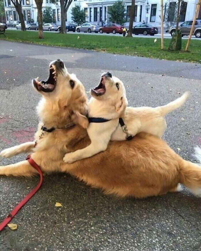 Two golden retriever dogs playing and howling, making a cute animal emergency moment.