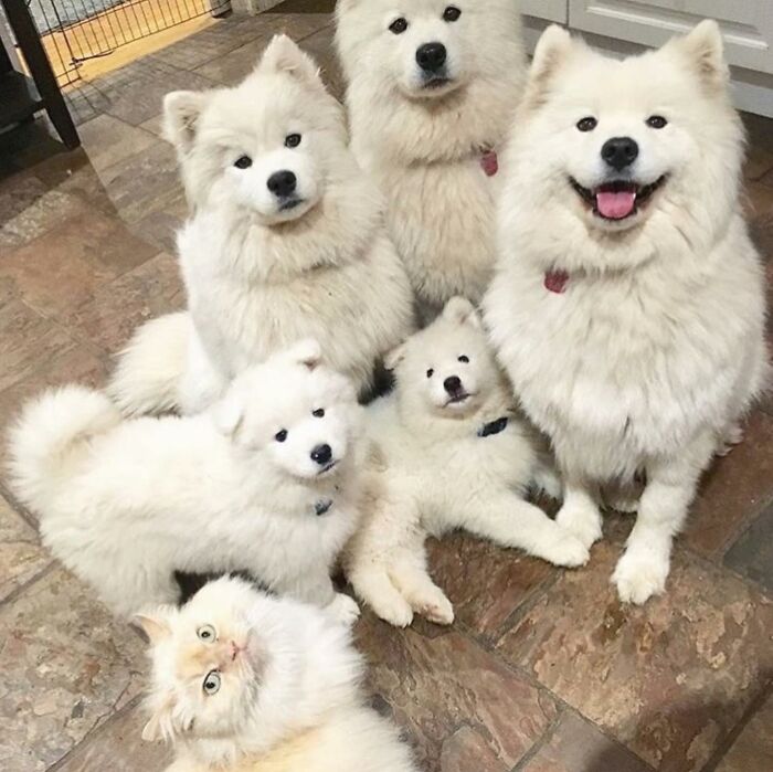 A group of fluffy white dogs and one cat creating an adorable animal pic.