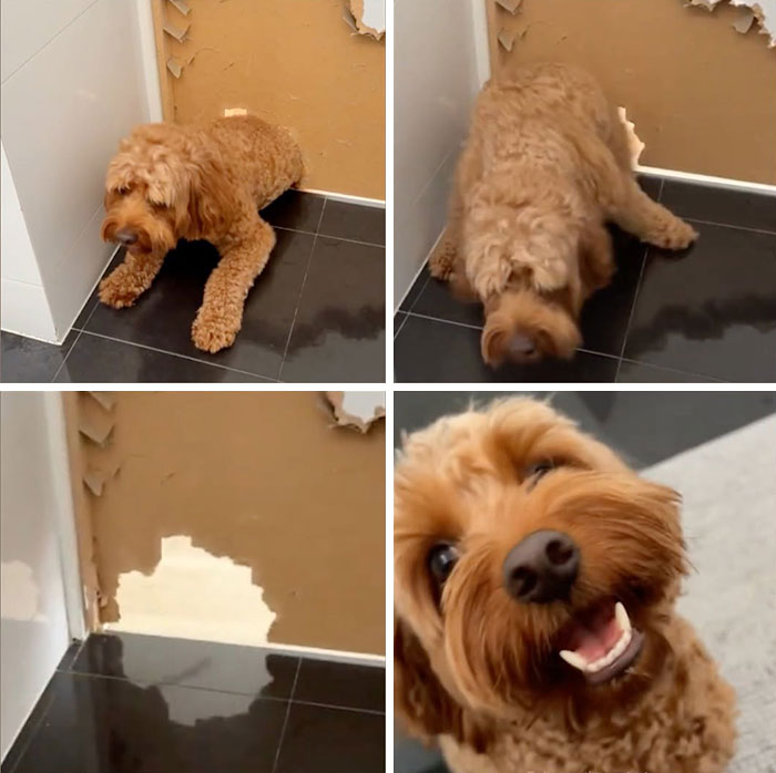 Four panels showing a cute golden doodle dog, initially looking guilty next to a damaged wall, then smiling widely.