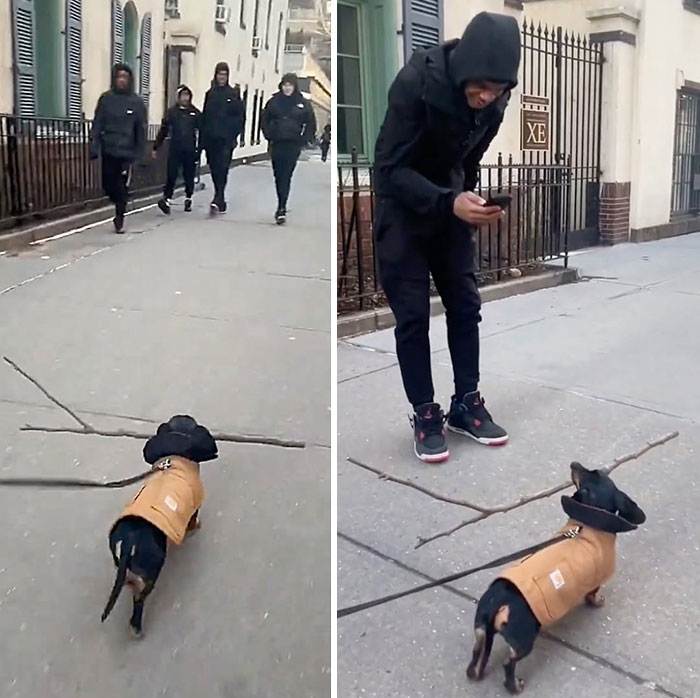 A cute dog pic of a small dog in a jacket and hat walking down a street with a stick.