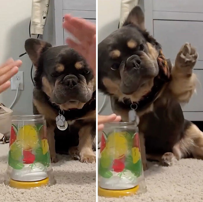 A funny dog pic shows a dog playing a shell game, lifting its paw to point at the correct cup.