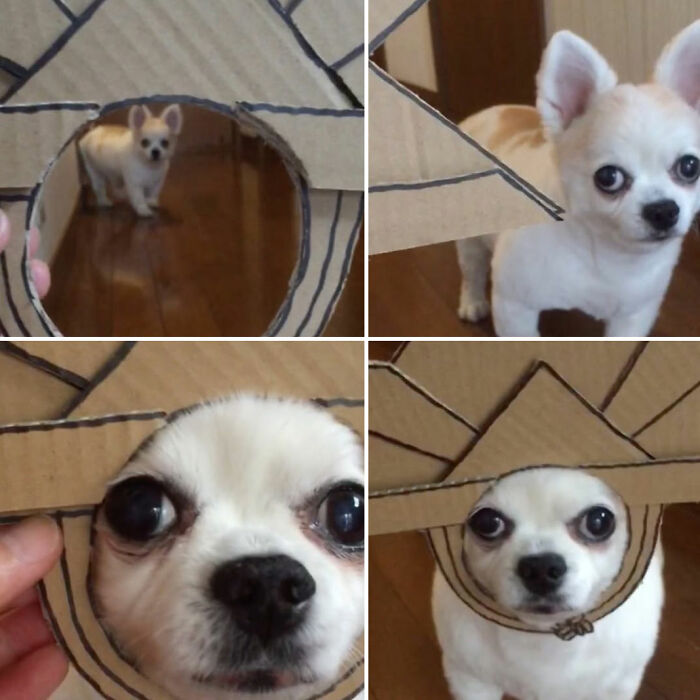 A cute dog pic of a tiny chihuahua wearing a handmade cardboard sombrero looking adorable.