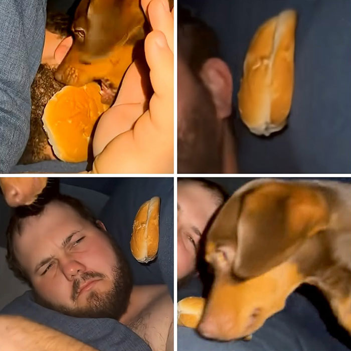 A funny dog pic shows a brown dog taking a bun from a sleeping man, then dropping it on his head.
