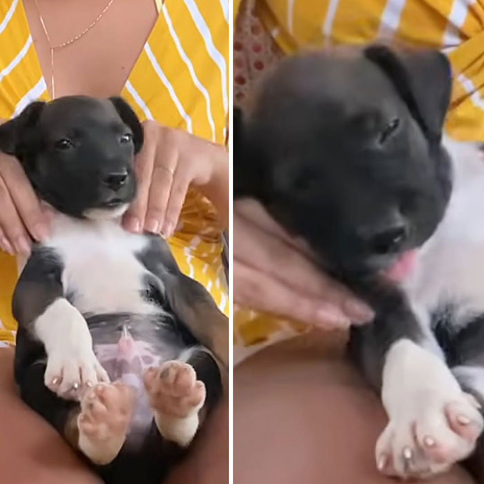 Cute dog pic of a tiny black and white puppy held in someone's lap, looking adorable.