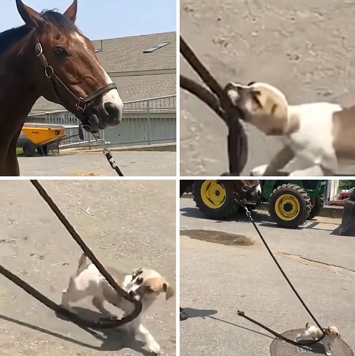 Funny dog pics: a horse watches as a tiny puppy tries to pull a heavy rope, determinedly.