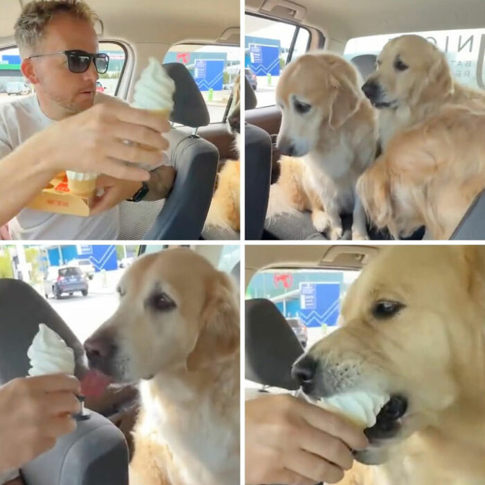 Funny dog pics showing a man giving a golden retriever ice cream in the car.