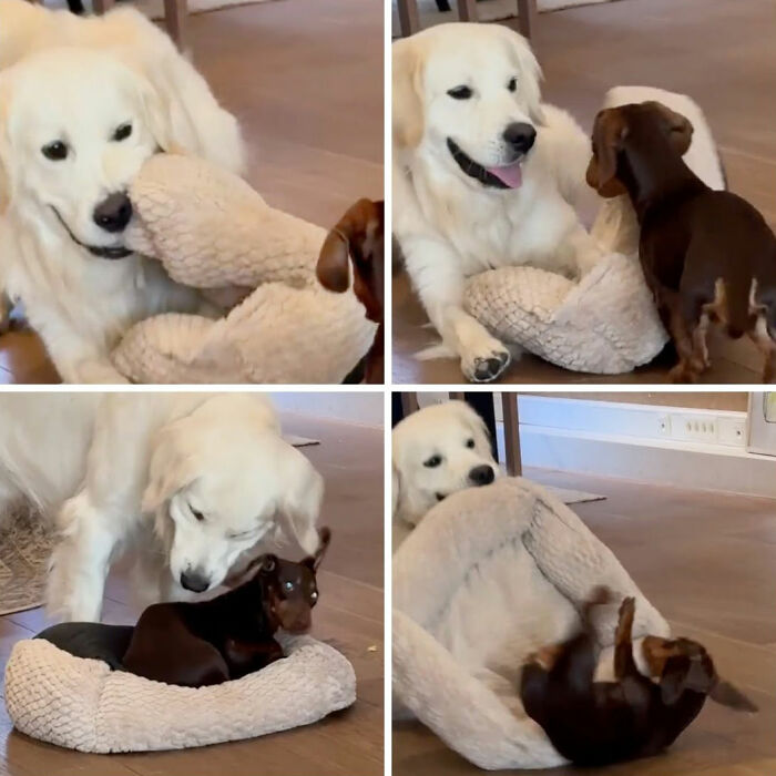 Cute and funny dog pics of a golden retriever playing gently with a tiny dachshund.