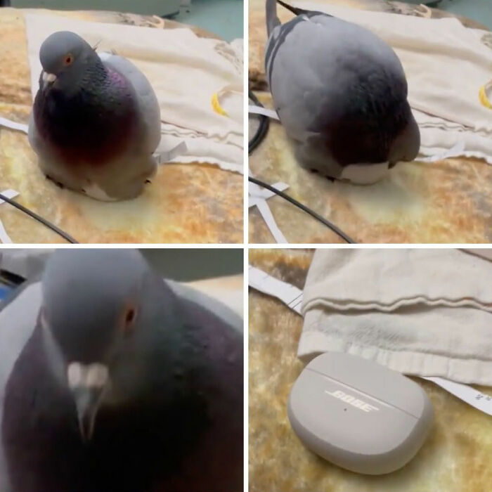 Funny dog pic of a plump pigeon sitting on a towel, then revealing it was covering Bose headphones.