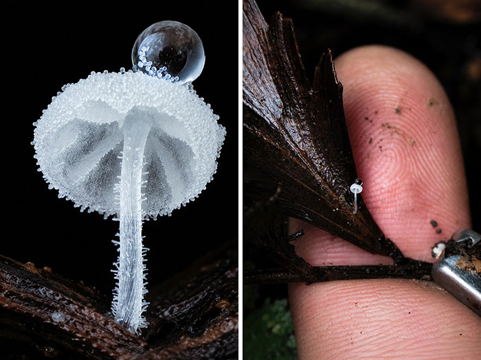A close-up pic of a translucent mushroom with a water droplet on top, next to a finger for scale.