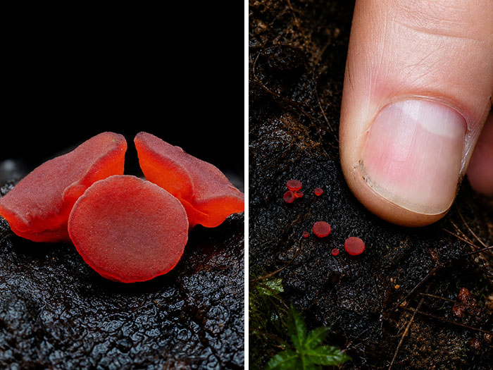 Intriguing close-up of a vibrant red mushroom, with several small red mushrooms next to a thumb for scale.