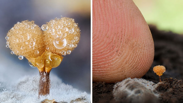 Detailed close-up of a small, heart-shaped mushroom covered in dew drops, next to a finger showing its tiny size.