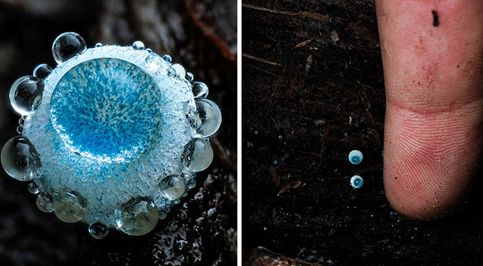 Fascinating close-up of a vibrant blue mushroom with water droplets, tiny blue mushrooms next to a finger for scale.