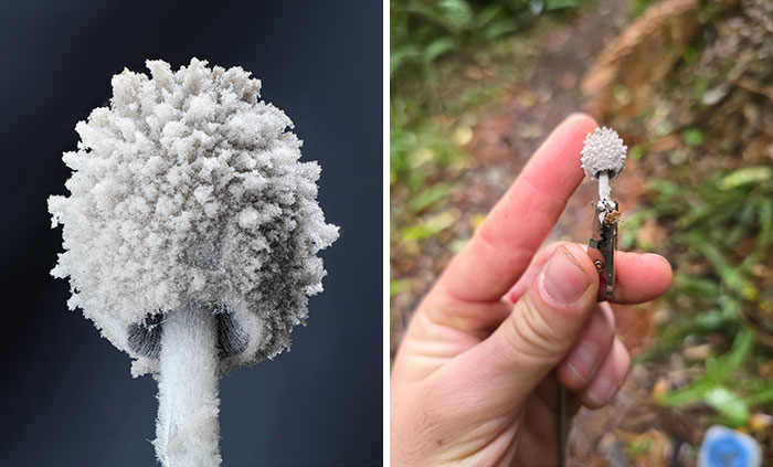 Close-up of a white, textured mushroom resembling a tiny cauliflower, held between fingers in a forest setting.