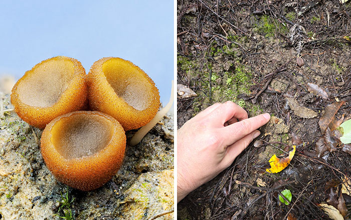 Close-up pic of three brown, cup-shaped mushrooms on the ground with a hand pointing to one.