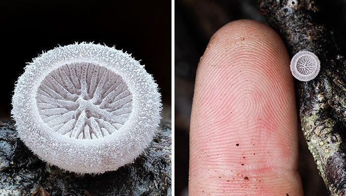 A close-up pic of a white, textured mushroom cup next to a finger for scale on a dark background.