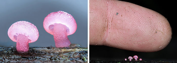 Two close-up pics of small, glowing pink mushrooms on a branch next to a finger for scale.