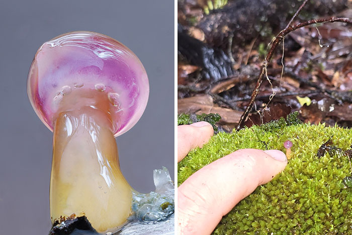 A close-up pic of a glowing pink and orange mushroom with a finger pointing to a tiny mushroom in moss.