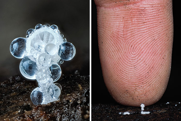 Close-up pics of a fascinating, clear, bubble-like mushroom next to a human fingertip, showcasing its delicate form.